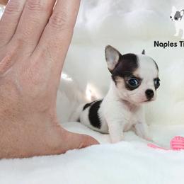 Chihuahua Puppies from Naples Tiny Dogs