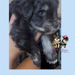 Rolex - Liver male Miniature Schnauzer puppy in Van Alstyne, Texas from Beards N Bows Mini Schnauzers