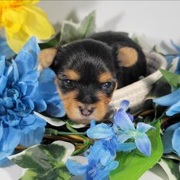 Orange collar boy - Black and tan male Yorkshire Terrier puppy in Jacksonville, Florida from Yorkieology