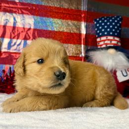 Lt Blue Collar - Golden female Golden Retriever puppy in Touchet, Washington from Windust Kennels