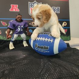 Labradoodle Puppies from Pawpaws Doodles