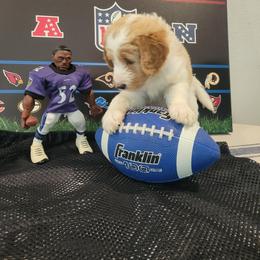 Labradoodle Puppies from Pawpaws Doodles
