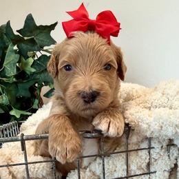 Sandy - Apricot female Goldendoodle puppy in Wyandotte, Oklahoma from Goldendoodles of NE OK