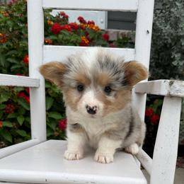 Full fluffy Estelle - Blue merle and white female American Corgi puppy in Decatur, Texas from Bar S Corgis