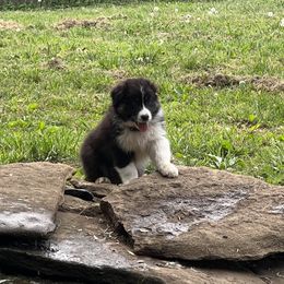 Australian Shepherd puppies from Aussie Hill Farm