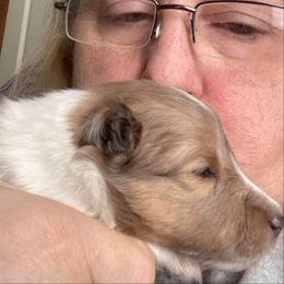 Betty (Female 2) - Sable and white female Shetland Sheepdog puppy in Chambersburg, Pennsylvania from Clark Kennel Shelties