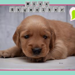 Skywalker (Skye) - Dark golden female Golden Retriever puppy in Driggs, Idaho from SK Golden Retrievers