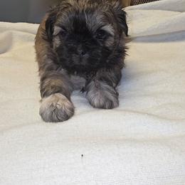 Mira - Sable female Shih Tzu puppy in Mesa, Arizona from House of Zen Shihtzus