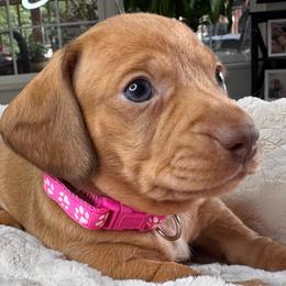 Willow - Sable female Dachshund puppy in Wallingford, Kentucky from Hensley Homestead Dachshunds