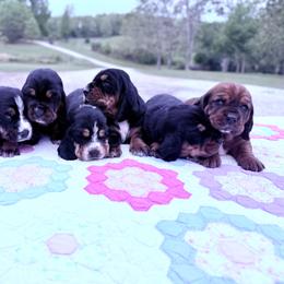 Una - Black white and tan female Basset Hound puppy in Springfield, Missouri from Baylee’s Bassets