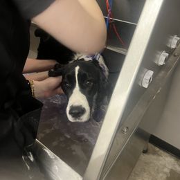 English Springer Spaniel All Grown Up from Llewellyn Farms English Springer Spaniels