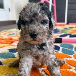 Pepper - Merle male Goldendoodle puppy in Brooksville, Florida from Spring Prairie Doodles