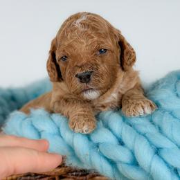 Ted - Red male Cockapoo puppy in Pledger, Texas from Sugarbear Cockapoos