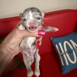 Jasper - Merle male Chihuahua puppy in Dime Box, Texas from Color Me Crazy Chihuahuas
