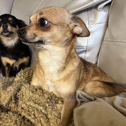 Chuky - Chihuahua