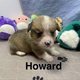 Howard - Sable male Pembroke Welsh Corgi puppy in Apison, Tennessee from Ashmore Corgis