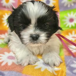 Girl 1 - female Shih Tzu puppy in Easley, South Carolina from Full of Shih Tzus