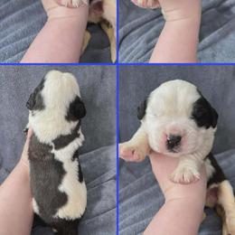 Boy 1 - male Saint Bernard puppy in Saltsburg, Pennsylvania from Loyal Ridge Saint Bernards