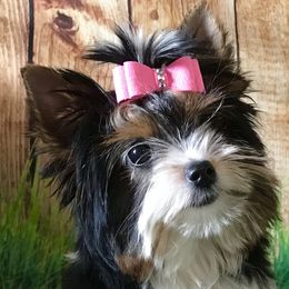 Girl 3 - Black tan and white female Biewer Terrier puppy in Jonestown, Pennsylvania from AKC Xtreme Biewer Terriers...