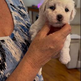 Pup1 - White male Bichon Frise puppy in Wilmington, North Carolina from Cape Fear Bichons