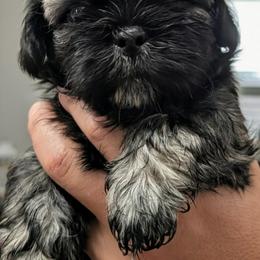 Shih Tzu Puppies from Leander Shih Tzu