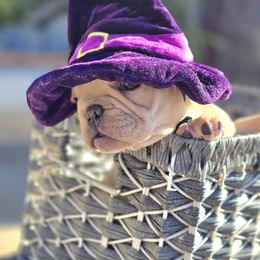 French Bulldog Puppies from County Of Orange Frenchie Family