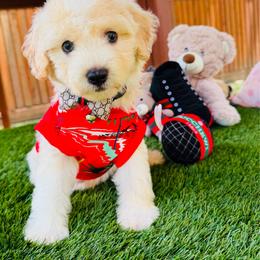 Boy 2 - Champagne male Maltipoo puppy in Sugar Land, Texas from Celebrity Maltipoos