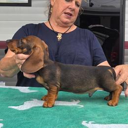 Dachshund puppies from Scioto Labradors & Runway Dachshunds