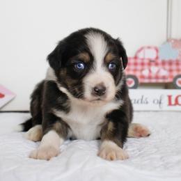 Black Tri Boy - Black tri male Miniature Australian Shepherd puppy in Burkesville, Kentucky from Bline’s Awesome Aussies & Doxies at the Bline Family Farm