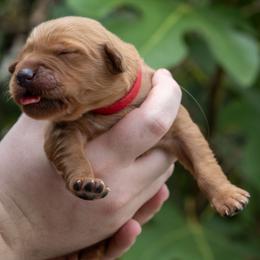 Red Girl - Dark golden female Golden Retriever puppy in Gonzales, Louisiana from True Grit Golden Retrievers