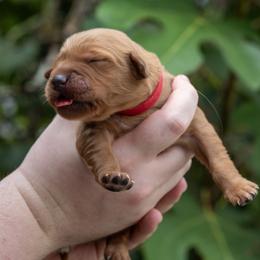 Red Girl - Dark golden female Golden Retriever puppy in Gonzales, Louisiana from True Grit Golden Retrievers