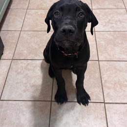 Orange Collar - Black male Cane Corso puppy in Princeton, Texas from Guardians of Arcadia Cane Corso