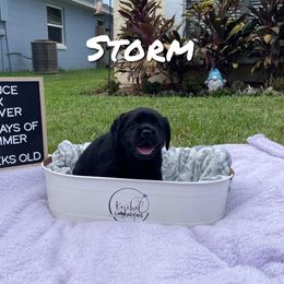 Boy 2 - Labrador Retriever puppy in Orlando, Florida from Kychel Labradors