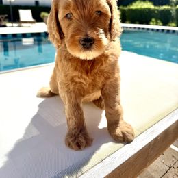Goldendoodle Puppies from Rezapour Doodle Estate