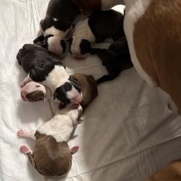 Boston Terrier puppies from Castellanos Bostons