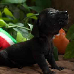 Knight 2500 - Black male Dachshund puppy in Midland, Texas from The Barefield Doxies