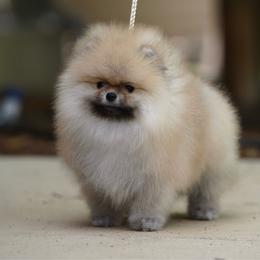 Boy 1 - Orange male Pomeranian puppy in Denver, Colorado from Diana's Pomeranians