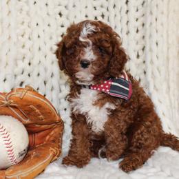 Teddy - Red male Cavapoo puppy in Spencerville, Indiana from Cavapoo Corner
