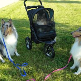 Collies from Dzcoonz