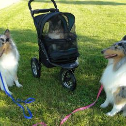 Collies from Dzcoonz