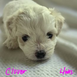 Maltipoo Puppies from Missy's Little Garden