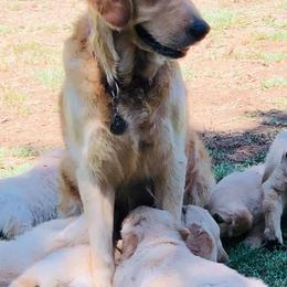 Golden Retriever All Grown Up from Sadie Lane Family Goldens