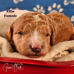 Ellie - Red  female Goldendoodle puppy in Peyton, Colorado from Grace N Faith Doodles