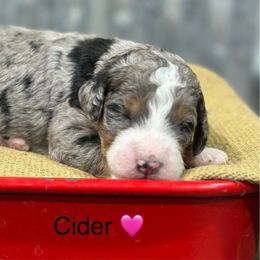 Cider - Blue merle female Bernedoodle puppy in El Campo, Texas from Little Fur Friends Bernedoodles
