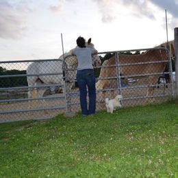 Poodle Puppies from D and D Standard Poodles