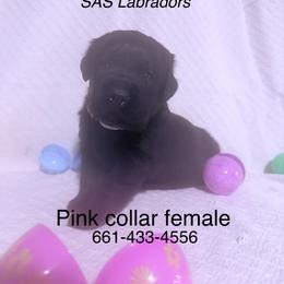Girl 4 - Black female Labrador Retriever puppy in Wittmann, Arizona from AM Labradors