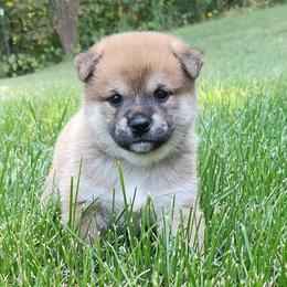Cash - Red male Shiba Inu puppy in Clayton, Illinois from Adorable-Puppies