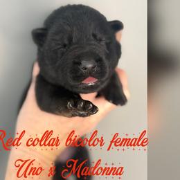 Red collar - Bi-color female German Shepherd puppy in Canterbury, Connecticut from Nachtwaechter German Shepherds, LLC