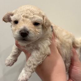 Snowflake - Cream female Companion Cross puppy in Albany, New York from CocoPuff Breeders