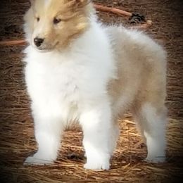 Collie Puppies from Commander Collies
